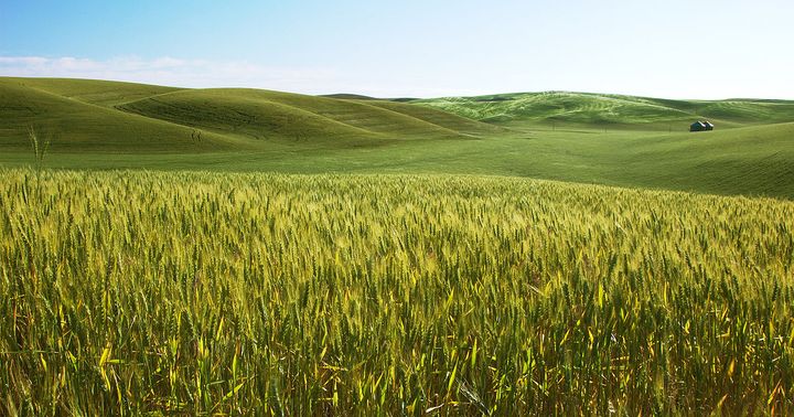 Australia and China Ease Barley Trade Tensions